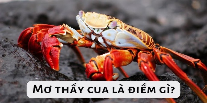 mơ thấy bắt cua